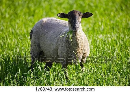 Grazing sheep View Large Photo Image Stock Image - Grazing sheep. Fotosearch