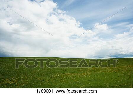 Stock Image - Green field. Fotosearch