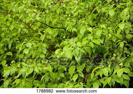 Stock Image - Green Foliage. Fotosearch