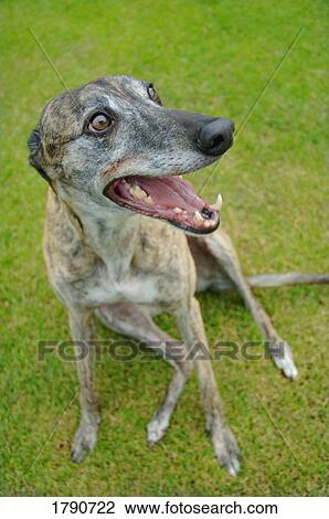 Grey dog View Large Photo Image Stock Image - Grey dog. Fotosearch
