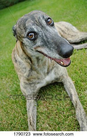 Greyhound dog View Large Photo Image Stock Image - Greyhound dog. Fotosearch