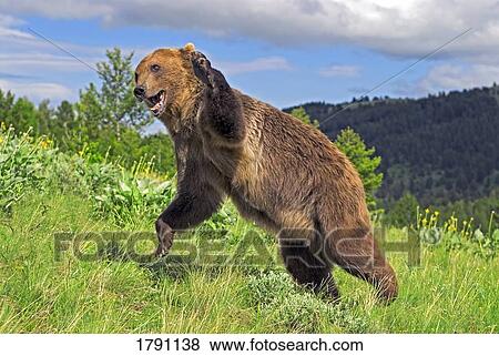 Grizzly bear attack View Large Photo Image Stock Photo - Grizzly bear attack. Fotosearch