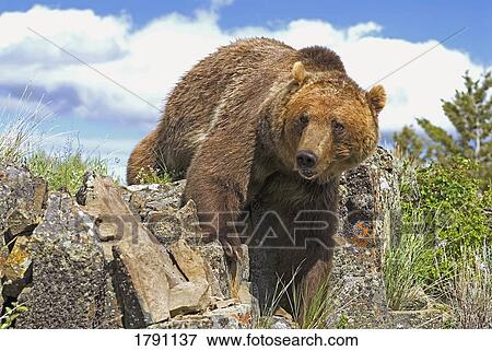 Stock Photo - Grizzly bear coming over ridge. Fotosearch