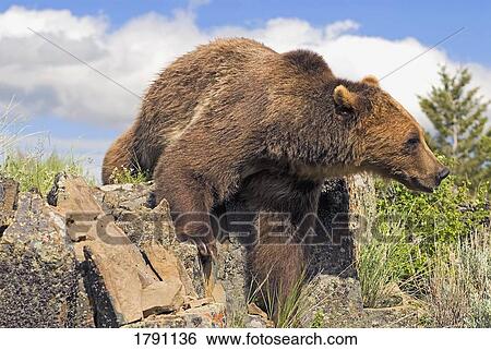 Stock Photograph - Grizzly bear coming over ridge. Fotosearch