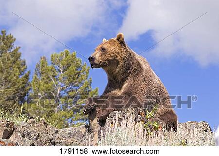 Grizzly bear looking over valley View Large Photo Image Stock Photo - Grizzly bear looking over valley. Fotosearch