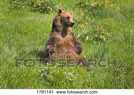 Grizzly bear lying in grass View Large Photo Image Stock Image - Grizzly bear lying in grass. Fotosearch