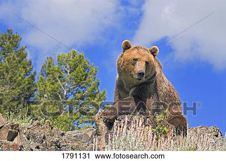 Stock Image - Grizzly bear lying on ridge. Fotosearch