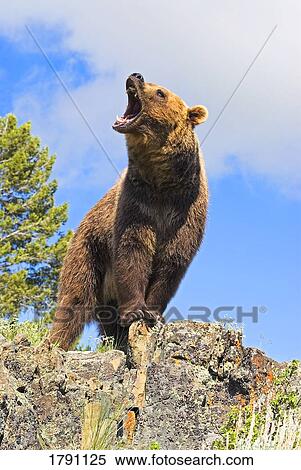 Grizzly bear roaring View Large Photo Image Stock Photography - Grizzly bear roaring. Fotosearch