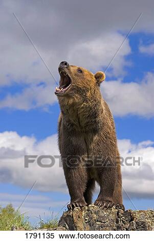 Grizzly bear roaring View Large Photo Image Stock Photography - Grizzly bear roaring . Fotosearch