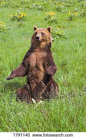 Stock Image - Grizzly bear sitting up. Fotosearch