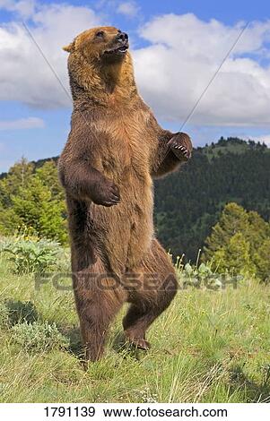 Grizzly bear standing on back legs View Large Photo Image Stock Photo - Grizzly bear standing on back legs. Fotosearch