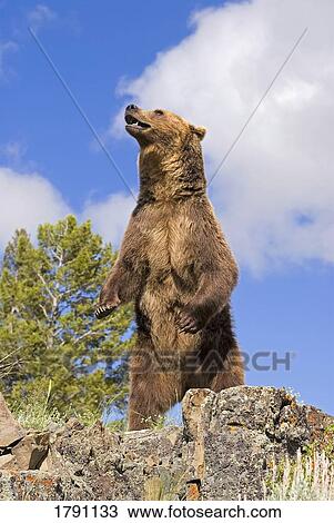 Grizzly bear standing on ridge View Large Photo Image Stock Image - Grizzly bear standing on ridge. Fotosearch