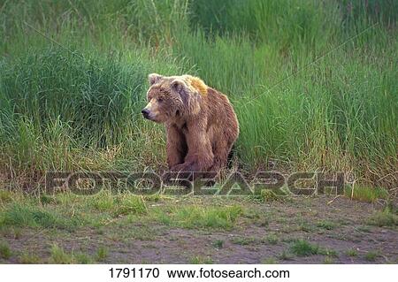 Grizzly bear View Large Photo Image Stock Image - Grizzly bear. Fotosearch