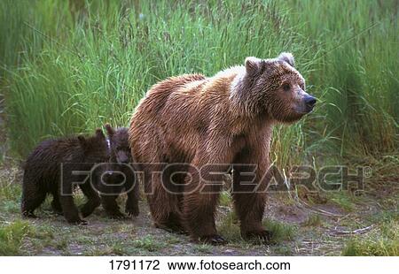 Stock Image - Grizzly bear with cubs. Fotosearch