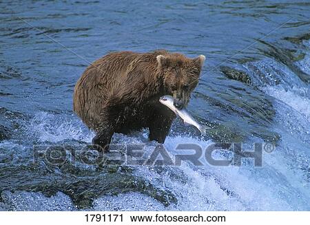 Grizzly bear with fish View Large Photo Image Stock Image - Grizzly bear with fish. Fotosearch
