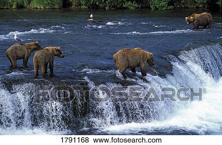 Grizzly bears at Brooks Falls View Large Photo Image Stock Photo - Grizzly bears at Brooks Falls . Fotosearch