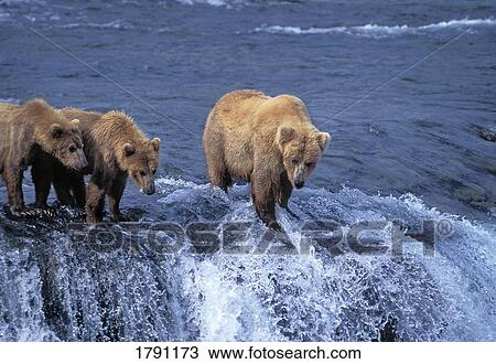 Stock Image - Grizzly bears on edge of waterfall. Fotosearch