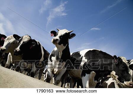 Group of cows View Large Photo Image Stock Image - Group of cows. Fotosearch