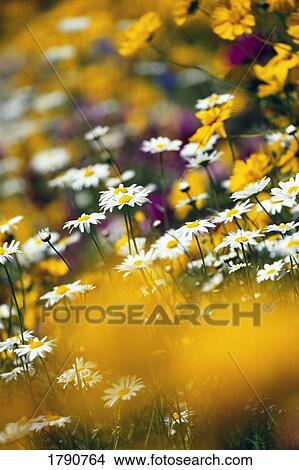 Group of daisies View Large Photo Image Picture - Group of daisies. Fotosearch
