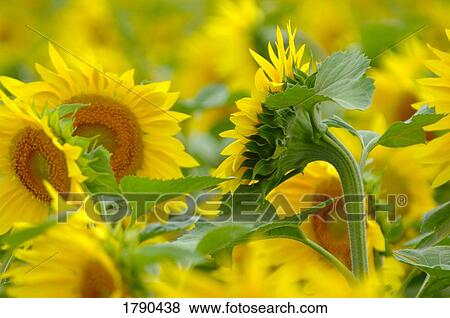 Group of sunflowers View Large Photo Image Stock Photo - Group of sunflowers. Fotosearch