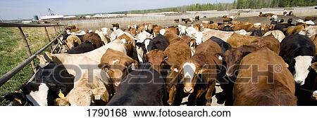 Stock Photo - Herd of cows. Fotosearch