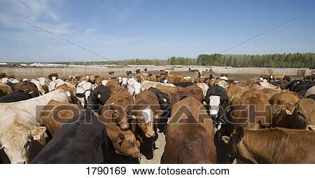Herd of cows View Large Photo Image Stock Photo - Herd of cows. Fotosearch