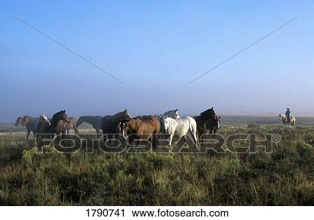 Stock Image - Herd of horses with distant cowboy on horseback. Fotosearch
