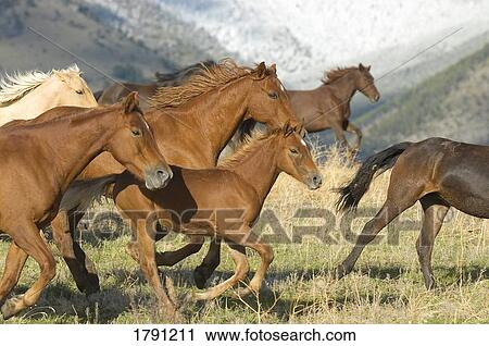 Horses running View Large Photo Image Stock Image - Horses running. Fotosearch