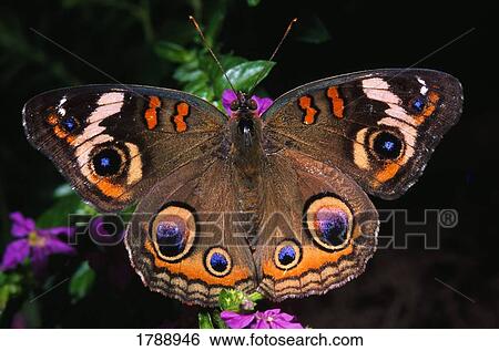 Stock Photograph - Indian Leaf Wing Butterfly. Fotosearch