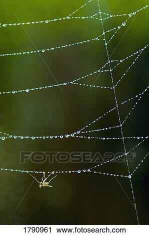 Insect in dewy spider web View Large Photo Image Stock Image - Insect in dewy spider web. Fotosearch