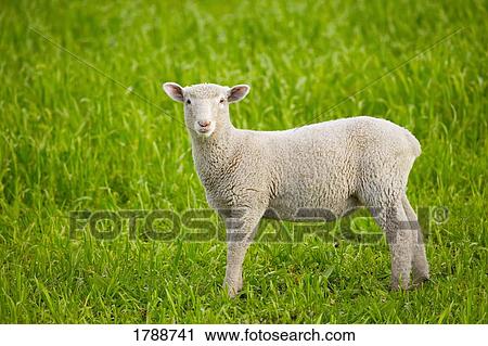 Stock Image - Lamb. Fotosearch