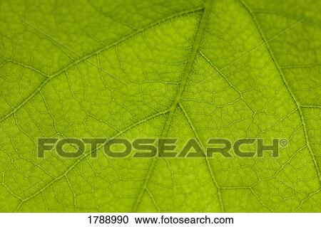 Stock Image - Leaf detail. Fotosearch