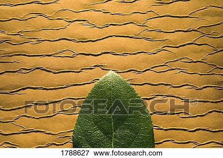 Leaf on textured background View Large Photo Image Stock Photo - Leaf on textured background. Fotosearch