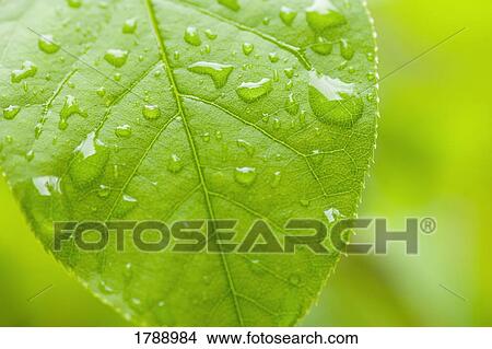 Leaf with raindrops View Large Photo Image Picture - Leaf with raindrops. Fotosearch