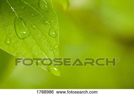 Leaf with raindrops View Large Photo Image Stock Photograph - Leaf with raindrops. Fotosearch