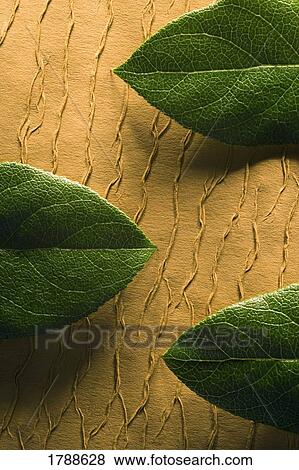 Leaves and textured background View Large Photo Image Stock Photo - Leaves and textured background. Fotosearch