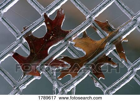 Leaves on Frozen Fence View Large Photo Image Stock Photo - Leaves on Frozen Fence. Fotosearch