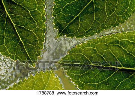 Leaves on water View Large Photo Image Stock Photo - Leaves on water. Fotosearch