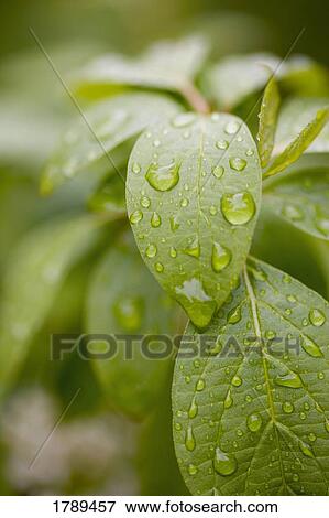 Leaves with dew drops View Large Photo Image Stock Photo - Leaves with dew drops. Fotosearch
