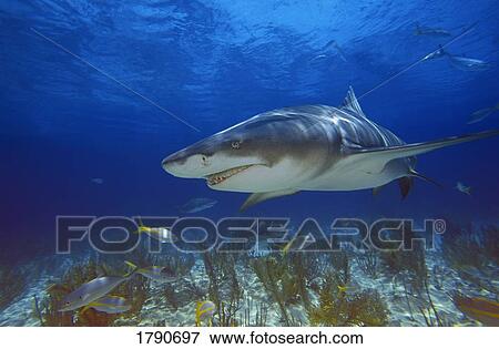 Lemon shark View Large Photo Image Stock Photo - Lemon shark. Fotosearch