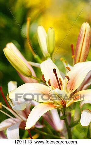 Lilies View Large Photo Image Stock Image - Lilies. Fotosearch