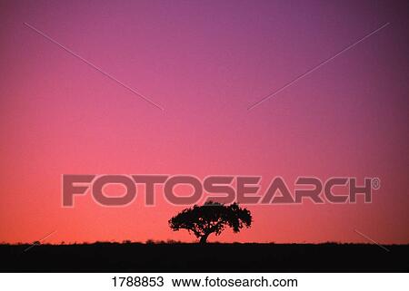Stock Image - Lone tree backlit by afterglow. Fotosearch
