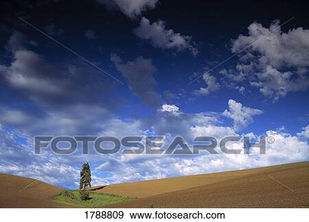 Lone tree scenic View Large Photo Image Stock Photo - Lone tree scenic. Fotosearch