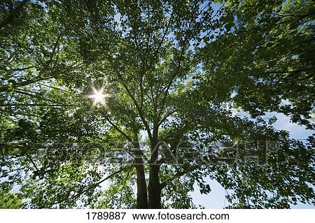 Stock Photo - Looking up at a tall tree. Fotosearch