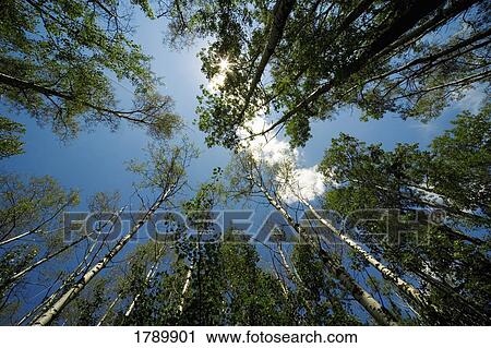 Low-angle forest View Large Photo Image Stock Image - Low-angle forest. Fotosearch