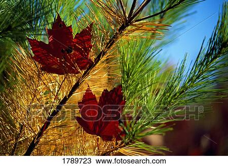 Maple leaves in autumn View Large Photo Image Stock Image - Maple leaves in autumn. Fotosearch