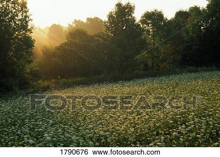 Stock Photograph - Meadow of flowers. Fotosearch