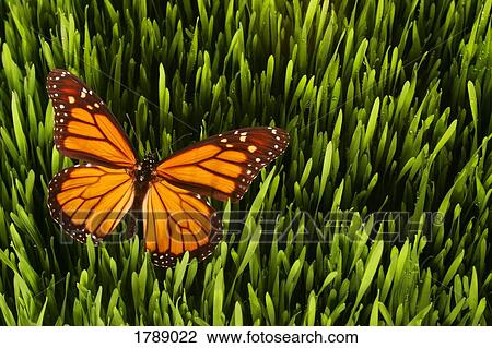 Monarch butterfly in wheatgrass View Large Photo Image Stock Image - Monarch butterfly in wheatgrass. Fotosearch