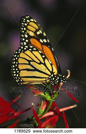 Monarch butterfly on flower View Large Photo Image Stock Photo - Monarch butterfly on flower. Fotosearch