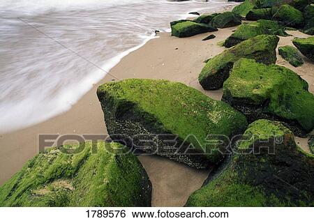 Moss covered rocks along the ocean View Large Photo Image Stock Photograph - Moss covered rocks along the ocean. Fotosearch